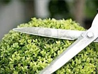 Landscape Maintenance