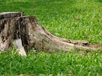 Landscape Maintenance